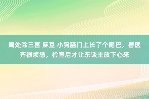 周处除三害 麻豆 小狗脑门上长了个尾巴，兽医齐很烦懑，检查后才让东谈主放下心来